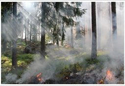 Türkiye yanıyor orman yangınları